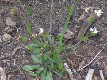 Ancora Arabidopsis thaliana?